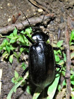 Calosoma marginale by (c) Annika Lindqvist, some rights reserved (CC BY), uploaded by Annika Lindqvist. Used under a CC-BY license.