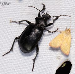 Calosoma prominens by (c) Luis Fernando Valdez Ojeda, some rights reserved (CC BY), uploaded by Luis Fernando Valdez Ojeda. Used under a CC-BY license.