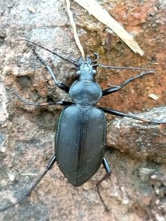 Calosoma angulatum by no rights reserved, uploaded by Sinaloa Silvestre. Used under a CC0 license.