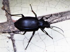 Calosoma angulatum by (c) Annika Lindqvist, some rights reserved (CC BY), uploaded by Annika Lindqvist. Used under a CC-BY license.