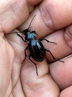 Calosoma haydeni by no rights reserved. Used under a CC0 license.