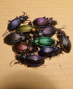Carabus by (c) Bernard DUPONT, some rights reserved (CC BY). Used under a CC-BY license.