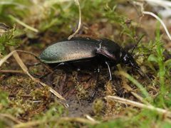 Carabus nemoralis by (c) Donald Hobern, some rights reserved (CC BY). Used under a CC-BY license.