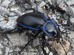 Carabus finitimus by (c) Sam Kieschnick, some rights reserved (CC BY), uploaded by Sam Kieschnick. Used under a CC-BY license.