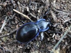 Carabus finitimus by (c) Sam Kieschnick, some rights reserved (CC BY), uploaded by Sam Kieschnick. Used under a CC-BY license.