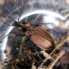 Carabus granulatus by (c) sharoncooper, some rights reserved (CC BY), uploaded by sharoncooper. Used under a CC-BY license.