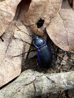 Carabus serratus by (c) er-birds, some rights reserved (CC BY), uploaded by er-birds. Used under a CC-BY license.