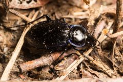 Carabus serratus by (c) Ken-ichi Ueda, some rights reserved (CC BY), uploaded by Ken-ichi Ueda. Used under a CC-BY license.