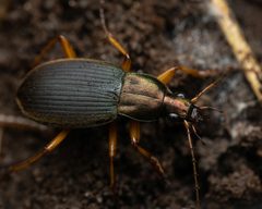 Chlaenius aestivus by (c) Zachary Dankowicz, some rights reserved (CC BY), uploaded by Zachary Dankowicz. Used under a CC-BY license.