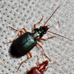 Chlaenius purpureus by (c) Sue Carnahan, some rights reserved (CC BY), uploaded by Sue Carnahan. Used under a CC-BY license.