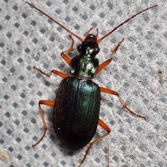 Chlaenius purpureus by (c) Sue Carnahan, some rights reserved (CC BY), uploaded by Sue Carnahan. Used under a CC-BY license.