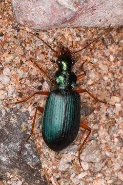Chlaenius purpureus by (c) Trevor Van Loon, some rights reserved (CC BY), uploaded by Trevor Van Loon. Used under a CC-BY license.