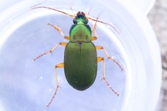 Chlaenius sericeus by (c) Owen Strickland, some rights reserved (CC BY), uploaded by Owen Strickland. Used under a CC-BY license.