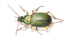 Chlaenius sericeus by (c) Dan MacNeal, some rights reserved (CC BY), uploaded by Dan MacNeal. Used under a CC-BY license.