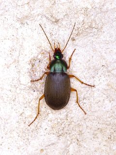 Chlaenius vafer by (c) Michelle W. （鍾偉瑋）, some rights reserved (CC BY), uploaded by Michelle W. （鍾偉瑋）. Used under a CC-BY license.