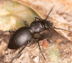 Omus californicus by (c) Michael Warner, some rights reserved (CC BY), uploaded by Michael Warner. Used under a CC-BY license.