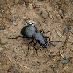 Omus californicus by (c) Franco Folini, some rights reserved (CC BY), uploaded by Franco Folini. Used under a CC-BY license.