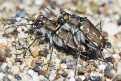 Cicindela hirticollis by (c) Ken-ichi Ueda, some rights reserved (CC BY). Used under a CC-BY license.