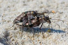 Cicindela hirticollis by (c) Ken-ichi Ueda, some rights reserved (CC BY). Used under a CC-BY license.