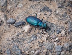 Cicindela plutonica by (c) Tim Messick, some rights reserved (CC BY), uploaded by Tim Messick. Used under a CC-BY license.