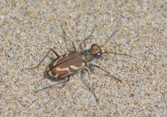 Cicindela bellissima by (c) B. Phalan, some rights reserved (CC BY), uploaded by B. Phalan. Used under a CC-BY license.