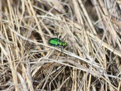 Cicindela decemnotata meriwetheri by no rights reserved, uploaded by Ben Keen. Used under a CC0 license.