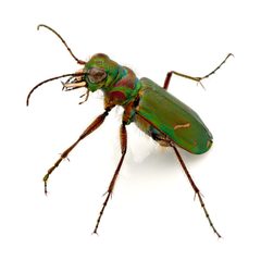 Cicindela purpurea hatchi by (c) Koji Shiraiwa, some rights reserved (CC BY), uploaded by Koji Shiraiwa. Used under a CC-BY license.