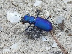 Cicindela scutellaris rugata by (c) Sam Kieschnick, some rights reserved (CC BY), uploaded by Sam Kieschnick. Used under a CC-BY license.