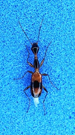 Colliuris ludoviciana by (c) Alexis Smith, some rights reserved (CC BY), uploaded by Alexis Smith. Used under a CC-BY license.