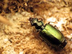 Coptodera aerata by (c) Katja Schulz，保留部分权利（CC BY）. Used under a CC-BY license.