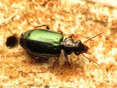 Coptodera aerata by (c) Katja Schulz，保留部分权利（CC BY）. Used under a CC-BY license.