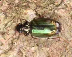 Coptodera aerata by (c) skitterbug，保留部分权利（CC BY）, 由 skitterbug 上传. Used under a CC-BY license.
