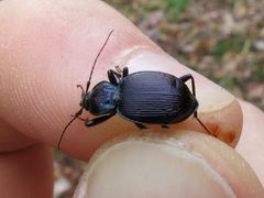 Sphaeroderus canadensis by (c) Evan M. Raskin, some rights reserved (CC BY), uploaded by Evan M. Raskin. Used under a CC-BY license.