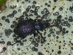 Sphaeroderus schaumii by (c) Matt Muir, some rights reserved (CC BY). Used under a CC-BY license.