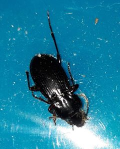 Cyclotrachelus seximpressus by (c) Steven Joyner, some rights reserved (CC BY), uploaded by Steven Joyner. Used under a CC-BY license.