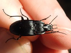 Dicaelus crenatus by (c) Sam Kieschnick, some rights reserved (CC BY), uploaded by Sam Kieschnick. Used under a CC-BY license.
