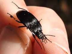 Dicaelus crenatus by (c) Sam Kieschnick, some rights reserved (CC BY), uploaded by Sam Kieschnick. Used under a CC-BY license.