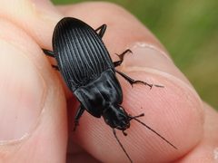 Dicaelus crenatus by (c) Sam Kieschnick, some rights reserved (CC BY), uploaded by Sam Kieschnick. Used under a CC-BY license.