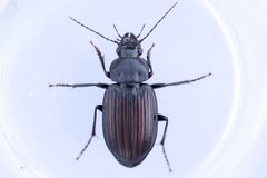 Diplocheila striatopunctata by (c) Owen Strickland, some rights reserved (CC BY), uploaded by Owen Strickland. Used under a CC-BY license.