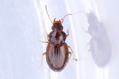 Elaphropus granarius by (c) Owen Strickland, some rights reserved (CC BY), uploaded by Owen Strickland. Used under a CC-BY license.