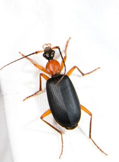 Galerita bicolor by (c) Trevor Edmonson, some rights reserved (CC BY), uploaded by Trevor Edmonson. Used under a CC-BY license.