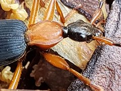 Galerita bicolor by (c) Mark Richman, some rights reserved (CC BY), uploaded by Mark Richman. Used under a CC-BY license.