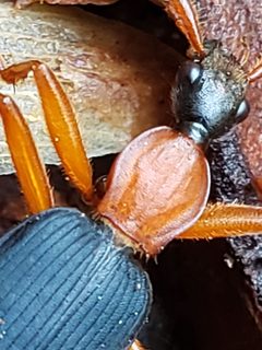 Galerita bicolor by (c) Mark Richman, some rights reserved (CC BY), uploaded by Mark Richman. Used under a CC-BY license.