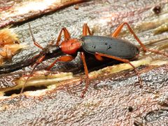 Galerita bicolor by (c) Katja Schulz, some rights reserved (CC BY). Used under a CC-BY license.