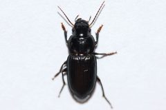 Xestonotus lugubris by (c) Owen Strickland, some rights reserved (CC BY), uploaded by Owen Strickland. Used under a CC-BY license.