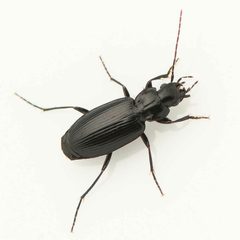 Badister ferrugineus by (c) Koji Shiraiwa, some rights reserved (CC BY), uploaded by Koji Shiraiwa. Used under a CC-BY license.