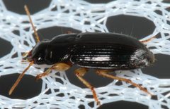 Amblygnathus by (c) Steve Taylor, some rights reserved (CC BY), uploaded by Steve Taylor. Used under a CC-BY license.