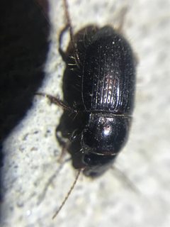 Piosoma setosum by (c) Jared Shorma, some rights reserved (CC BY), uploaded by Jared Shorma. Used under a CC-BY license.