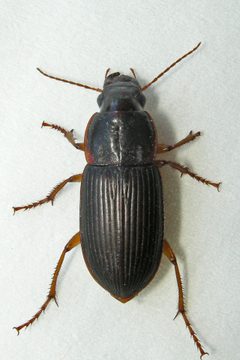 Harpalus pensylvanicus by (c) Bill Keim，保留部分权利（CC BY）. Used under a CC-BY license.