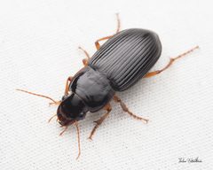 Harpalus pensylvanicus by (c) Thilina Hettiarachchi，保留部分权利（CC BY）, 由 Thilina Hettiarachchi 上传. Used under a CC-BY license.